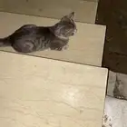 قطه للتبني مصابه يدها