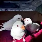 3 روز البينو هدد ((( تم البيع )))