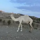 خلفه عليها قعود