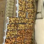 خرفه شكل و صفرا