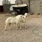 طليان اضاحي. تم البيع واحد في الموقع واحد خارج الموقع