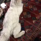 في الشقة