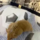 هامستر معه بيته ب 100ريال