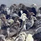 صيصان فيومي وبلدي