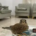 باشق فرخ متدرب ب خمسين ريال