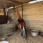 ديك شامو ياباني