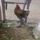 ديوك براهما