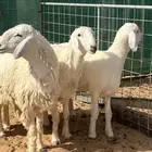 رخال نوادر 7 شهور