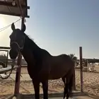 حصان فرنسي