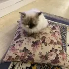 قطه هيمالايا للتبني 5 شهور انثي