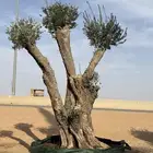 اشجار زيتون معمر