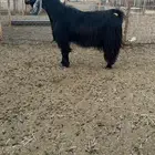 تيس فحل عارضي