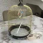 قفص حجم عادي
