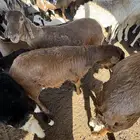 سواكني تربيه
