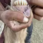 تيس فحل مصري