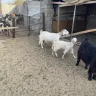 عنزين ببناتها وحده عارضيه والثانيه مصريه