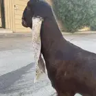 جفره خصم ماسيه عمرها حول ثمانيه شهور