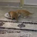 قطط للتبني