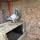 زاجل سباق فحل للبيع