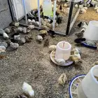 صوص بلدي صيصان