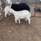 شاه نجديه رغوث