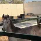 للبيع مهره شعبيه من فواخر الشعبي