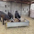 عمره سنة ونص فل شحم ولحم