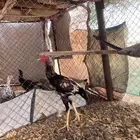 ديك سندي مكس شامو