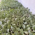 شتلات ملفوف