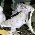 حمام نودر ازواج 10 حبات شرط جميع المراض عدده 15