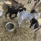 السلام عليكم للبيع معزاء خلفات