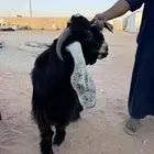 تيس عارضي صنف