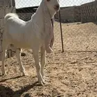 مشروع فحل طيب