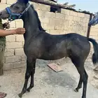 مهره شعبيه شيخه