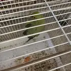 للبيع دره هندية