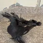حمام شمسي