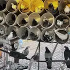 حمام بلدي نجدي