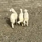 طليان البيع في بيشة