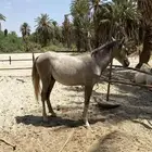حصان شعبي