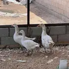 وز مصري (بلدي ) ابيض