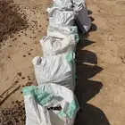 تمر علف للاغنام