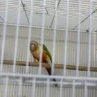 ذكر كنيور منتج