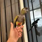 كنيور باتاغونيا اليف و هدد مزاجي و متكلم من النوادر