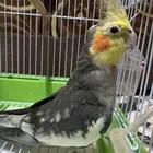 كروان ذكر تغريد