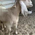 معزا عارضية فاخرة