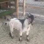 ماعز قزم اثنين للبيع فحل