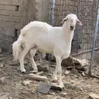 فحل حري مشروط