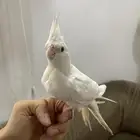 ببغاء كروان البينو أليفة