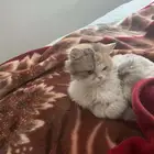 قطه جميلة جدا للتبني
