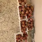 رمان طيب احمر للبيع